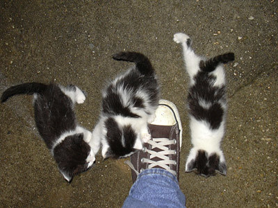 Kitten attack
