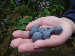 Huge blueberries