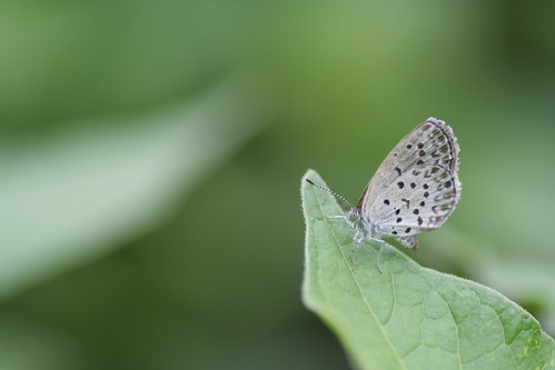 Litle butterfly