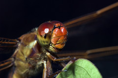 Libellula needhami - closeup