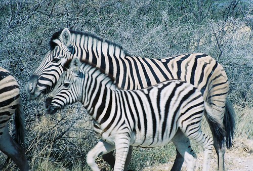 Zebras at Etosha National Park