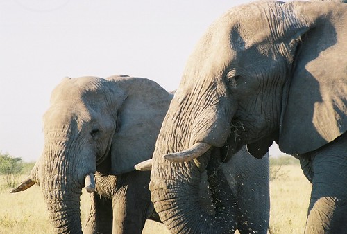 Hungry elephants at Etosha National Park