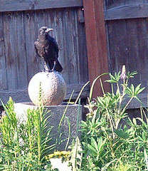 Crow in Kris' Garden